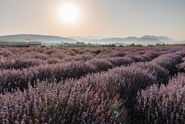 Foto una vista panoramica del campo di lavanda sullo sfondo delle montagne