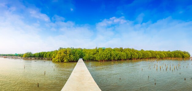 Panoramic view of mangrove forestAerial view Small bridge across the mangrove canal