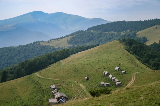 Panoramic view of the meadow landscape with small houses and farm animals aerial view Hiking travel lifestyle concept in a mountains Vacations activity outdoor journey in the Carpathians Ukraine