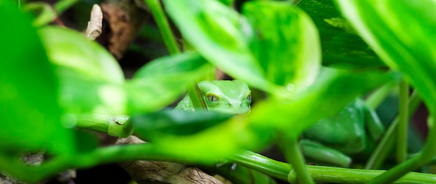 Panoramic view of Monkey Tree Frog