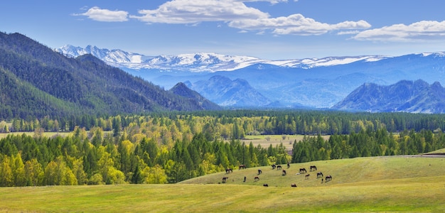 Panoramic view of mountain valley on spring day