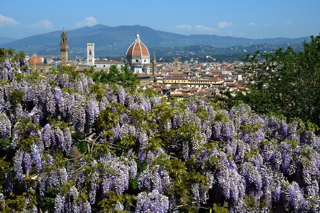 写真 空の背景にある花や木のパノラマ景色