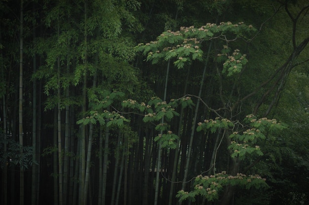 写真 森 の 木 の パノラマ 景色