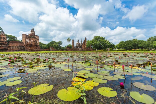 写真 空に照らされた湖の水蓮のパノラマ景色