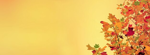 Фото Панорамный вид на листву клена с золотистыми осенними красками на желтом фоне