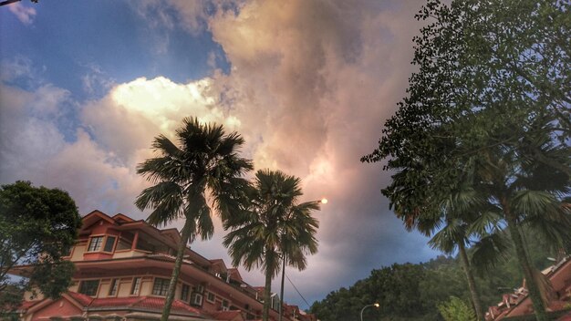 Panoramic view of palm trees against sky