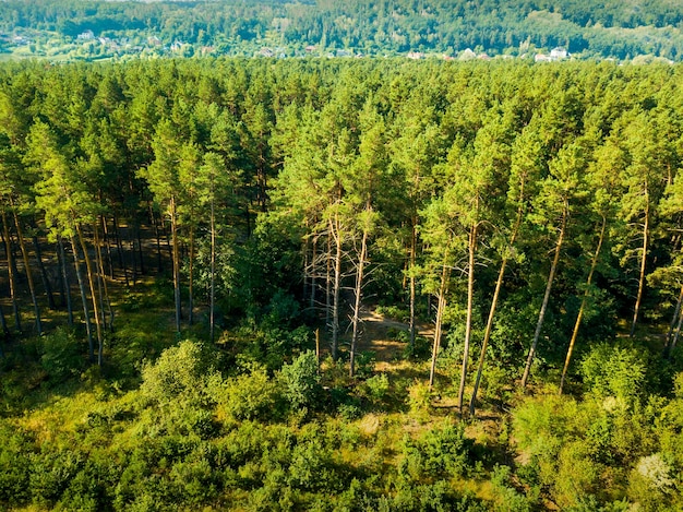 Панорамный вид на сосновый лес и небольшую деревню в солнечный день. Вид с воздуха с дрона. Естественный фон