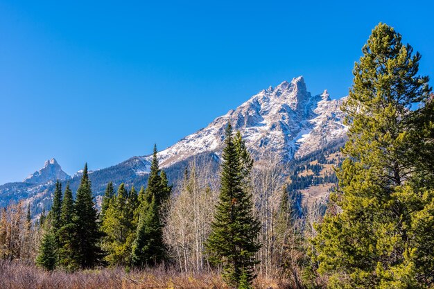 Panoramic view of pine trees against clear blue sky