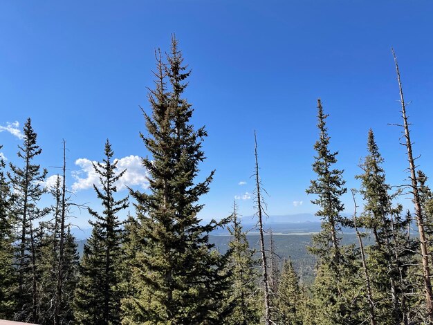 Panoramic view of pine trees against clear sky