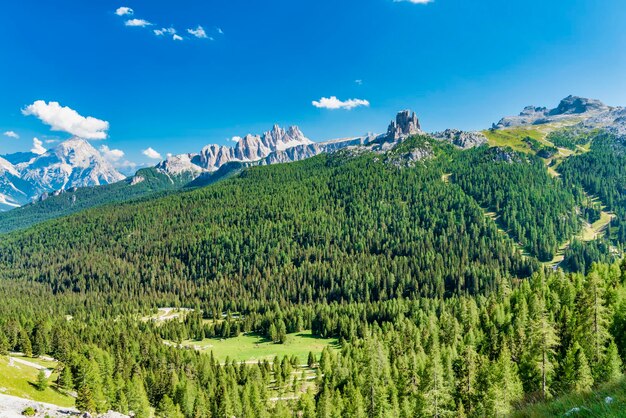 Panoramic view of pine trees against sky