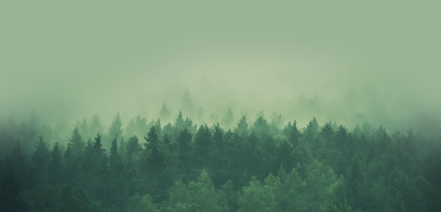 Photo panoramic view of pine trees in forest against sky