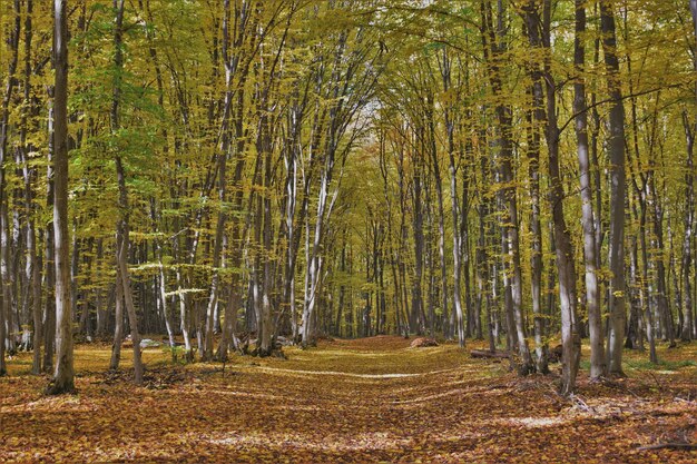 Panoramic view of pine trees in forest