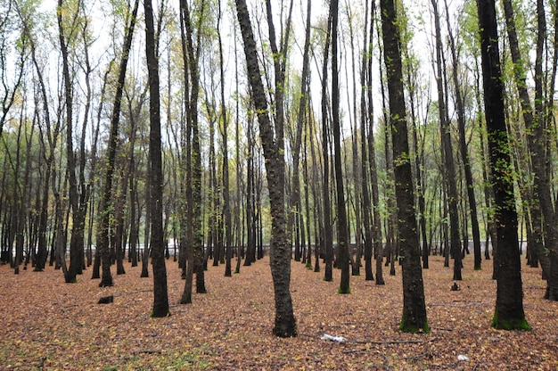 Panoramic view of pine trees in forest