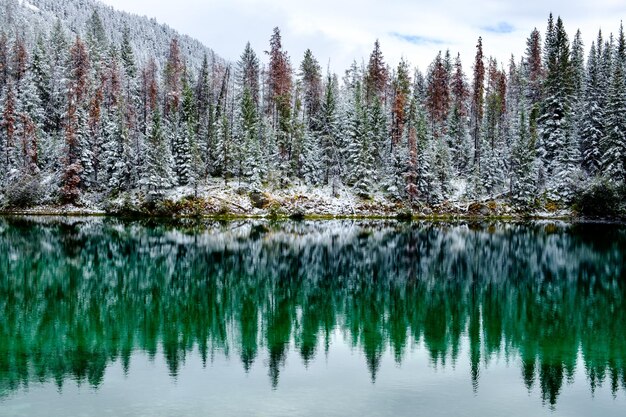 Photo panoramic view of pine trees in lake against sky