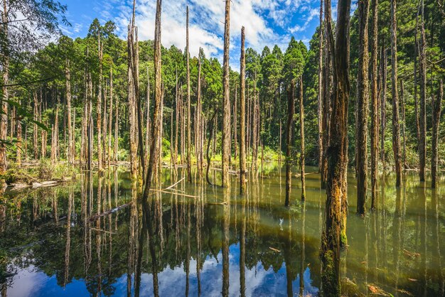 Photo panoramic view of pine trees in lake