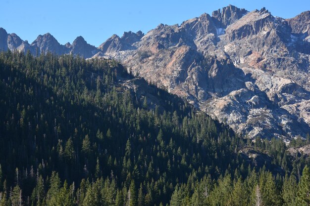 Panoramic view of pine trees and mountains against sky