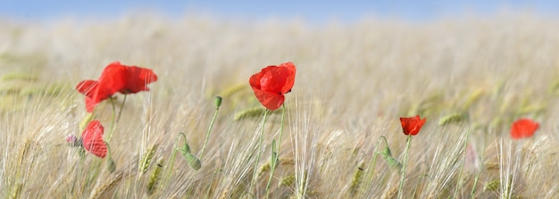 Panoramic view on  red poppies flowers blooming in a cereal field