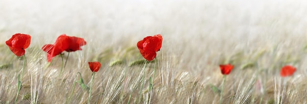 Panoramic view on red poppies flowers blooming in a cereal field