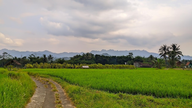 インドネシアの道路と曇り空のある田んぼのパノラマビュー
