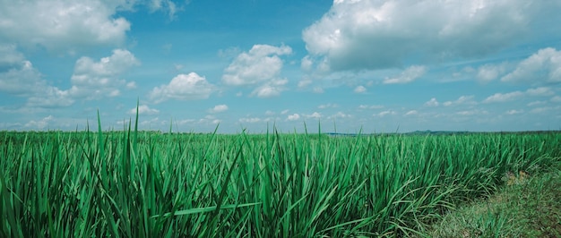 Панорамный вид на рисовые поля в солнечный день и красивое голубое небо