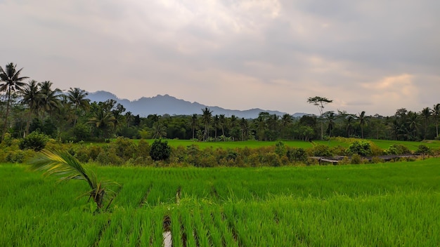 panoramic view of rice fields with mountains and cloudy sky of indonesia