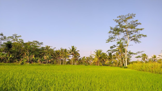 panoramic view of rice fields with trees and blue sky in the background