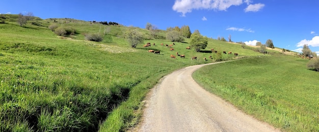 Панорамный вид на сельскую дорогу, пересекающую пастбище с коровами в горах французских Альп