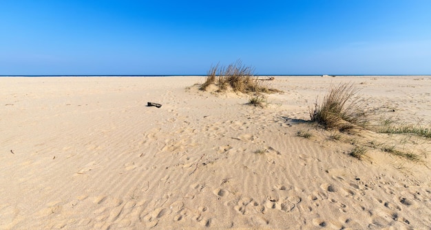 Панорамный вид на песчаную дюну и траву у моря