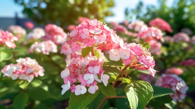 Foto vista panoramica di piccoli fiori bianchi nel giardino