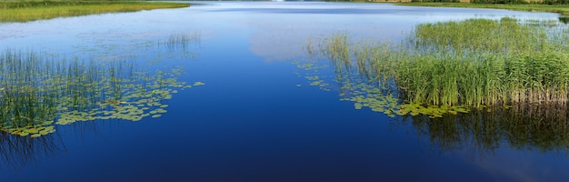 植生のある湖の滑らかな表面のパノラマビュー