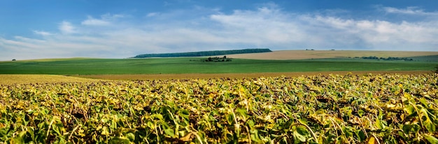 Панорамный вид на поле подсолнечника красивые пейзажи сельскохозяйственных угодий на горизонте с голубым небом