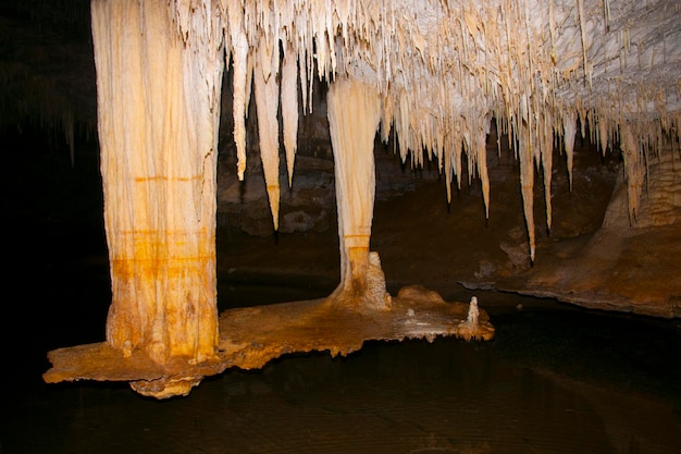 Foto vista panoramica del tronco di un albero nel lago