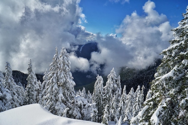 Panoramic view of trees against sky during winter