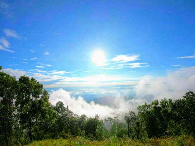 Panoramic view of trees on field against sky