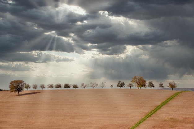 Foto vista panoramica degli alberi sul campo contro il cielo