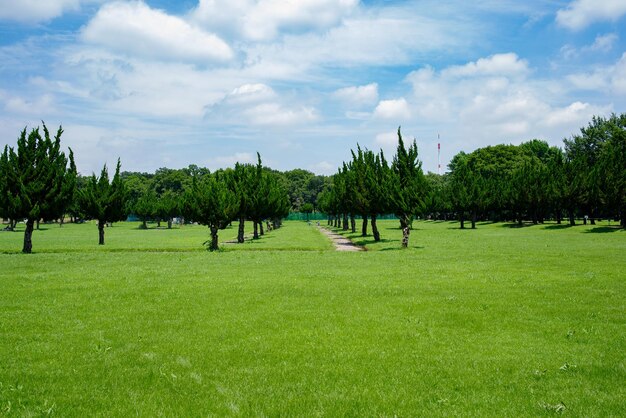 Photo panoramic view of trees on field against sky