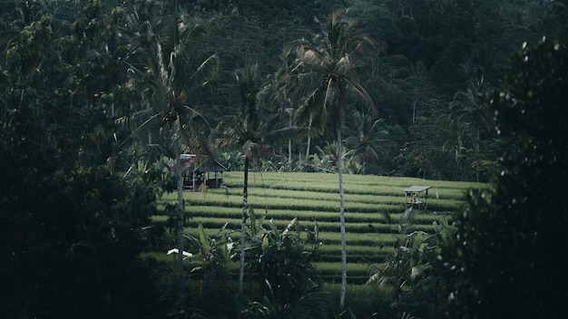 Panoramic view of trees on field in forest