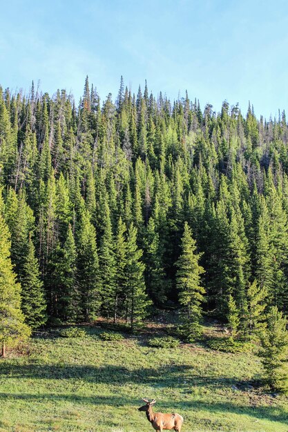 Foto vista panoramica degli alberi nella foresta contro il cielo