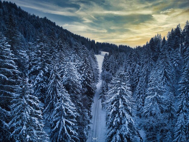 Photo panoramic view of trees in forest during winter