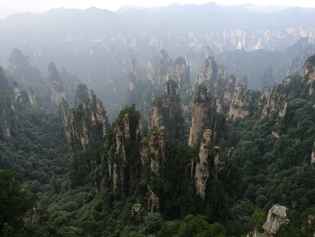 Panoramic view of trees in forest