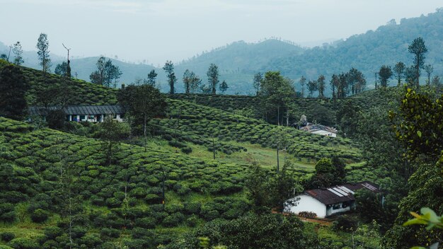 Panoramic view of trees and mountains against sky