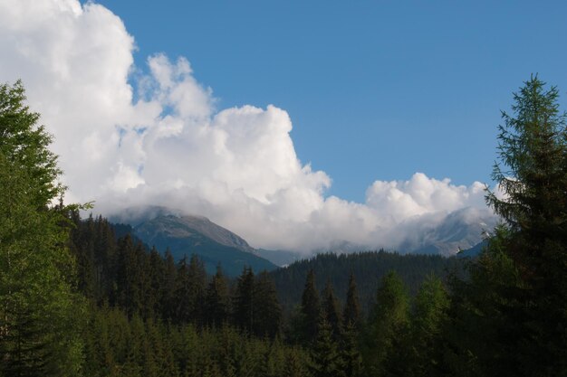 Panoramic view of trees and mountains against sky