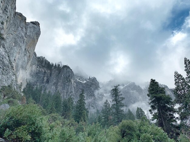 Panoramic view of trees and mountains against sky