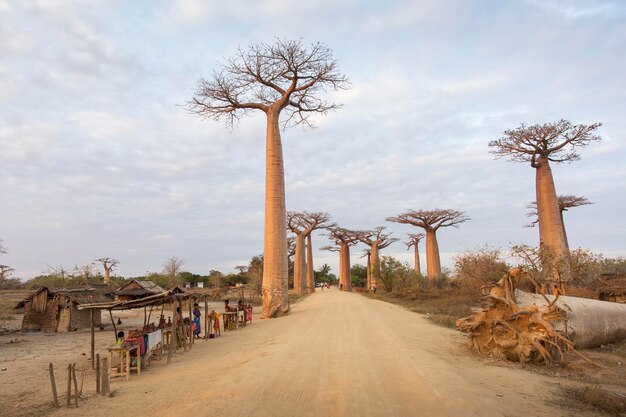 Panoramic view of trees and plants against sky