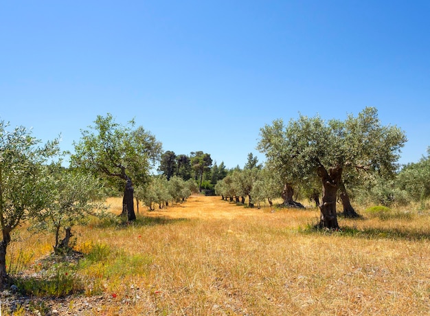 Panoramic view of the village olive garden and a country road in Greece