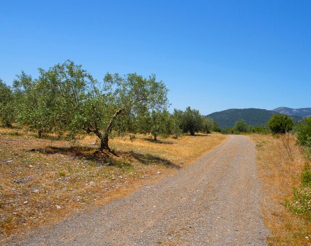 Panoramic view of the village olive garden and a country road in Greece