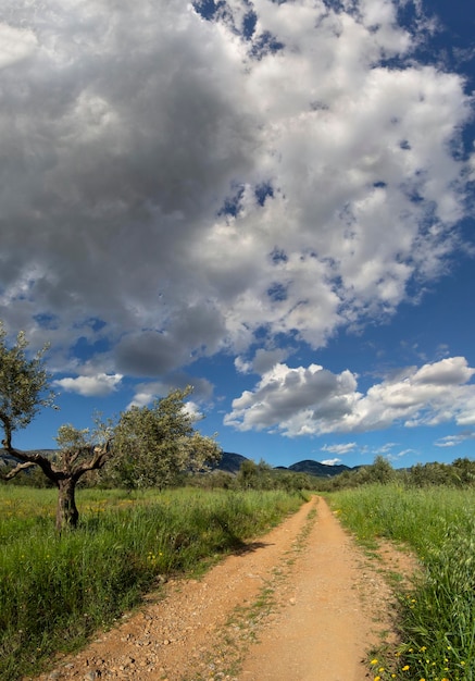 Panoramic view of the village olive garden and sky with\
clouds