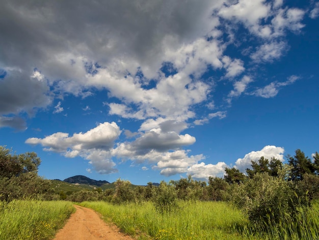 Panoramic view of the village olive garden and sky with\
clouds