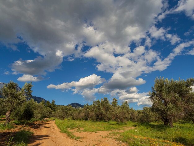 Panoramic view of the village olive garden and sky with\
clouds