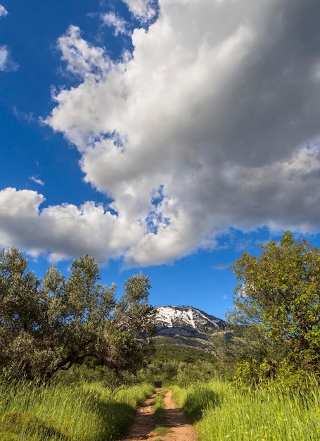 Panoramic view of the village olive garden and sky with clouds